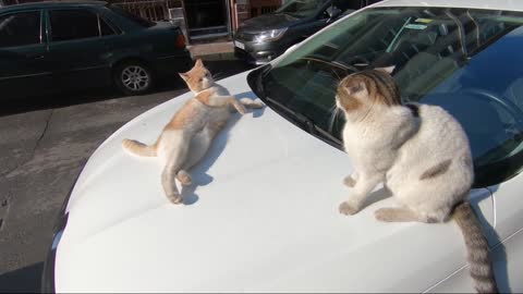 Two cats can't share the place on the car
