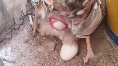 Hen is laying an Egg