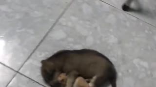 Sleepy Puppy Hugs Hamster Best Friend