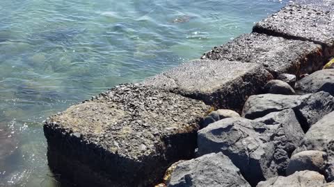 Sea Turtle Disappears