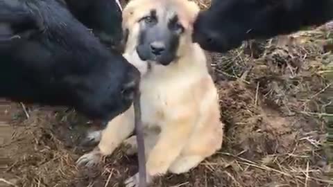 Dog and his Friends Loving moment.