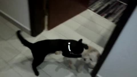Cute cat and dog playing together :)