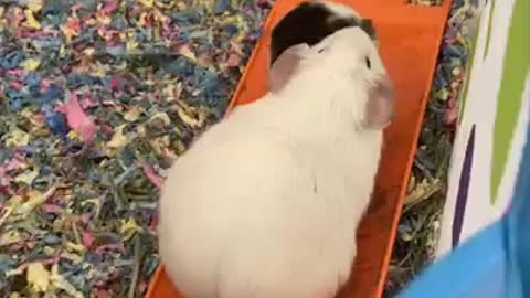 #adorableanimals #animalshorts #guineapig #cute