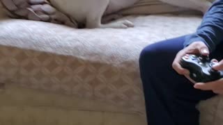 Rico licks the couch