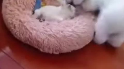 CUTE CAT PLAYING WITH A CUTE DOG