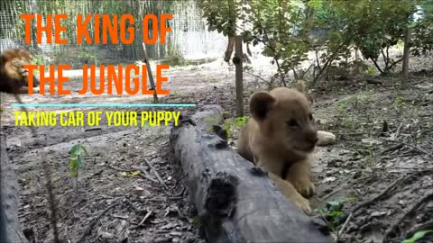 The King of the Jungle taking care of his puppy