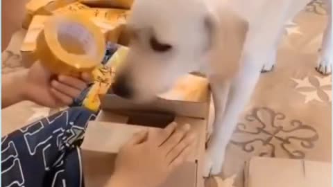 Cute Dog Helping His Owner
