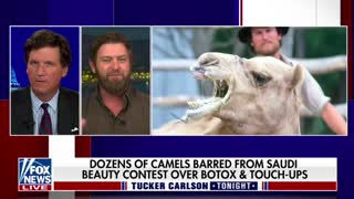 Wildlife biologist Forrest Galante joins Tucker Carlson to discuss camel beauty pageants