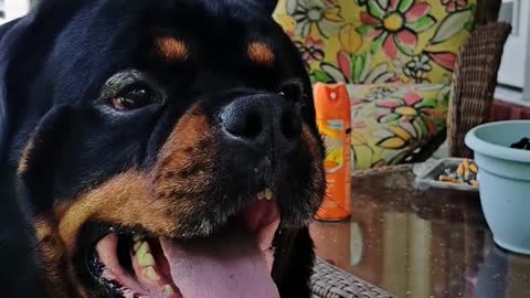 Rottweiler