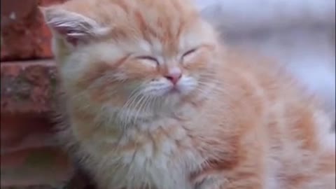 What Your Cat's Sleeping Position Reveals About Their Health and Personality