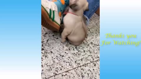 cute pets funny laugh till the end