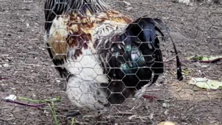 Rooster at Stamford nature center