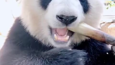 Yummy, Yum......my with panda test