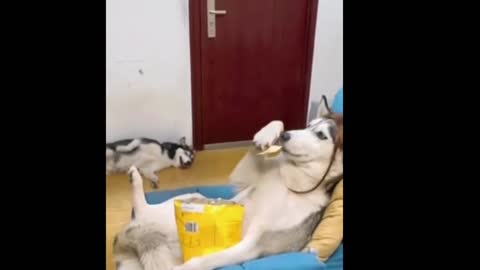 Dogs & Cats Funny Videos #03