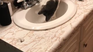 Water Loving Cat Plays In Bathroom Sink