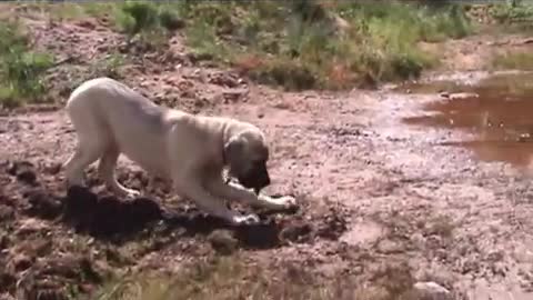 Kangal Dog puppy playing at pond (part 1)