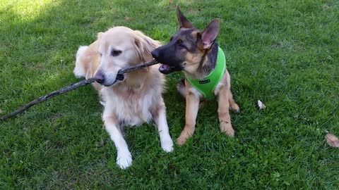 Golden Retriever reluctantly shares stick with German Shepherd puppy