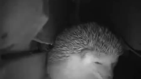 Cute Hedgehog Sneezing