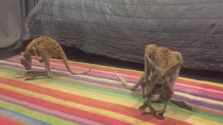 Baby Kangaroo Learning to Bounce