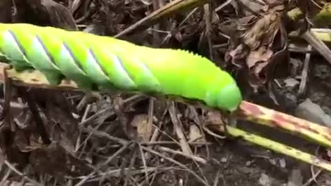 Caterpillar Garden Murderer
