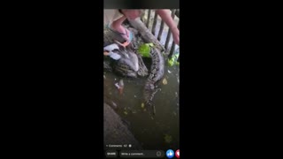 Goose rescued from python