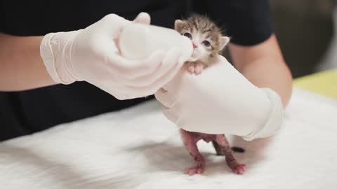 10 days baby cat chick, cute kitties drink milk from bottle.