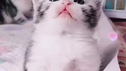 Cute and sweet 😍 cats Videos cutest moment of the cats 🔥😍 - Cutest cats