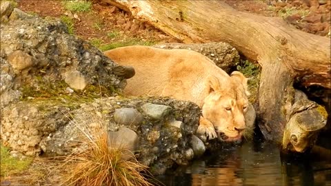 Thirsty tiger