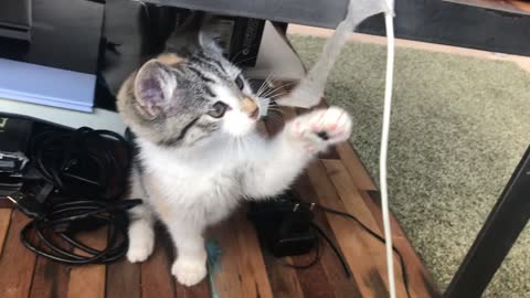 Cute cat playing and playing