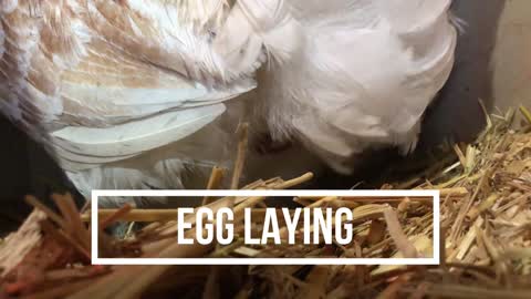 Chicken Laying Egg - Start to Finish
