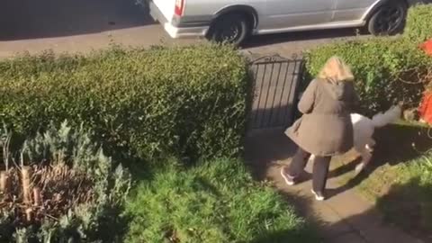 Cute Dog Waiting and Happy to see Ice Cream Truck