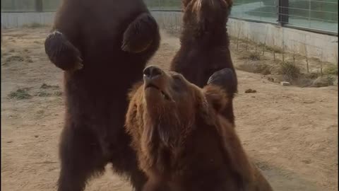 These grizzly bears are terrible