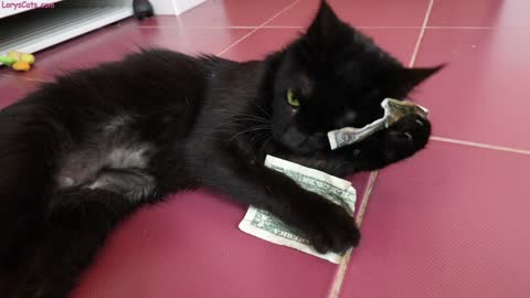 Money-hungry kittens steal one dollar bills