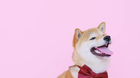 DOG SHOWS HIS NEW TIE