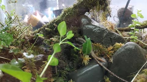 Dr. Herp havin a cricket on his log