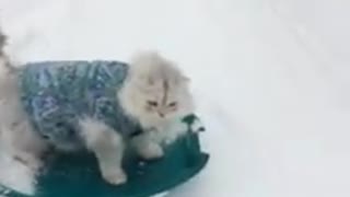Cat has fun sledding