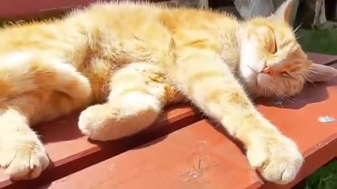 "Enjoy the sun" #catsofinstagram⁠