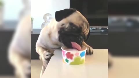 The ice cream is delicious, Pug eats so hard