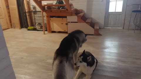 Two Huskies decided to find out who is stronger and almost got into a fight.