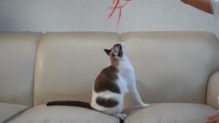 Cute Cat Playing