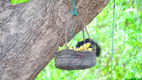 Black Squirrel Eats Fruits