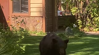 Bear Bluff Charges Man in Yard