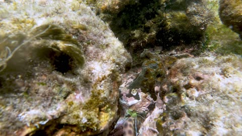 Tiger snake eel on the prowl is a beautiful sight