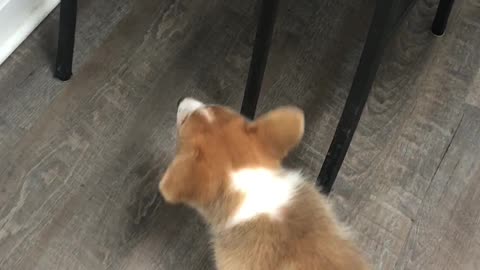 Cat's Tail Taunts Corgi