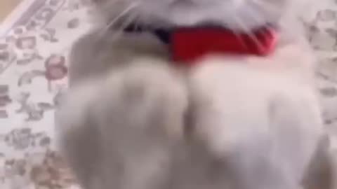 Funny Cat 😂 video