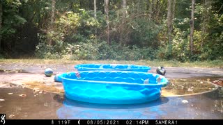 Playful Bears Cool Off In Wading Pool