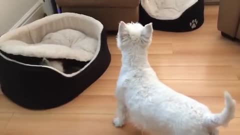 West Highland Terrier dogs play hilarious game of peek-a-boo