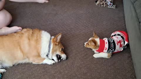 Corgi sister got new threads