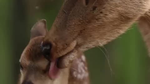 Mama Grooms Her Fawn | mom loves😍😍😍
