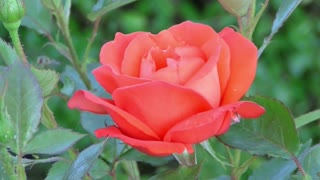 Rose Red Rose Flower